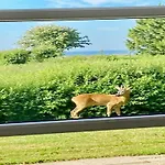 4 Star Holiday Home In Nysted